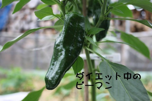 f:id:buhi84shin:20110613082716j:image:left