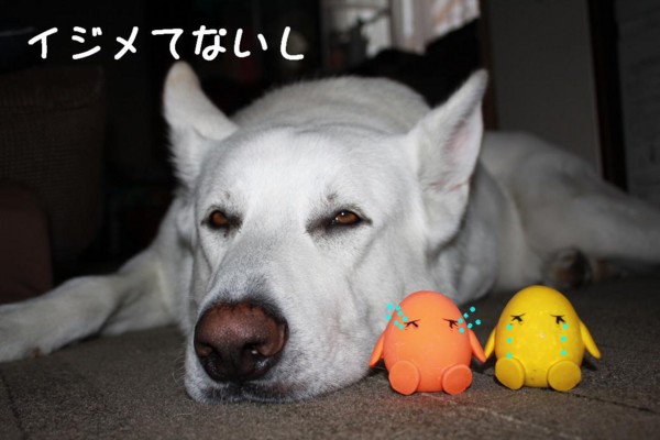 f:id:buhi84shin:20110613170422j:image:left