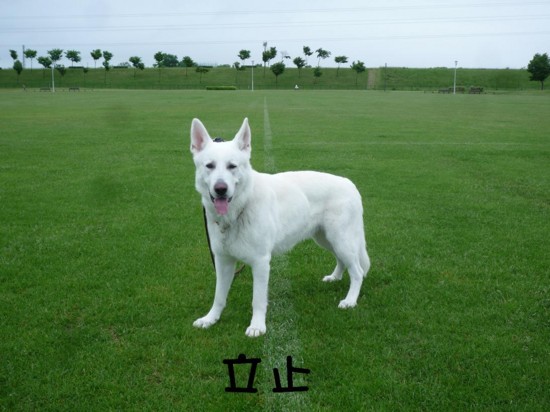 f:id:buhi84shin:20110615054937j:image:right