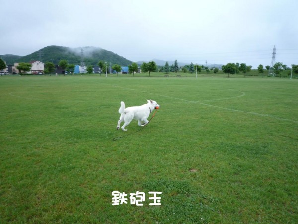 f:id:buhi84shin:20110615055658j:image:left
