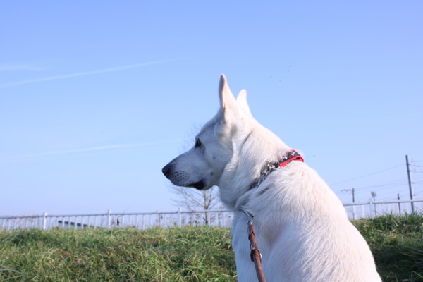 f:id:buhi84shin:20111101144945j:image:right