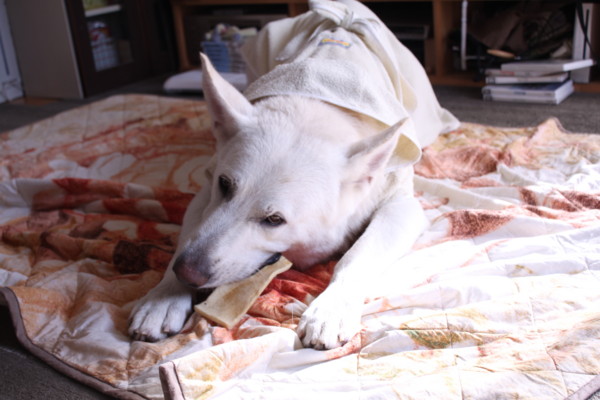 f:id:buhi84shin:20111102112628j:image:right