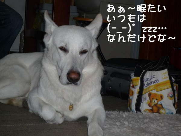 f:id:buhi84shin:20111105095856j:image:left