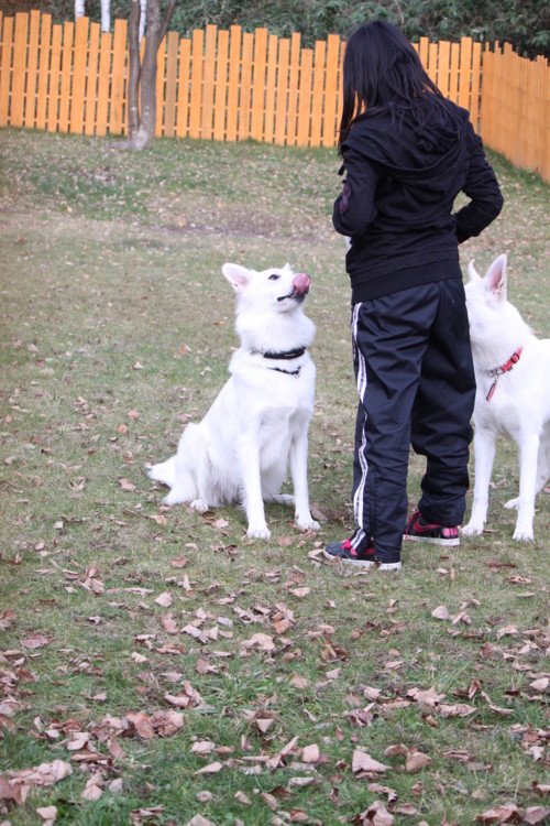 f:id:buhi84shin:20111106120042j:image:left