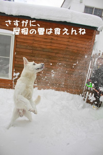 f:id:buhi84shin:20111225121339j:image
