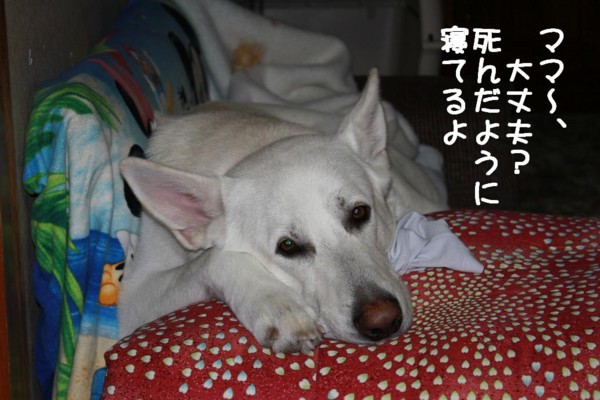 f:id:buhi84shin:20111228000446j:image