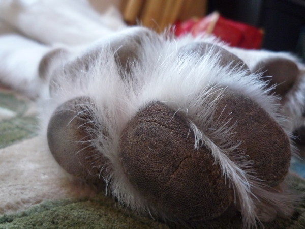 f:id:buhi84shin:20111228143113j:image