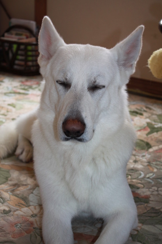 f:id:buhi84shin:20111230133810j:image