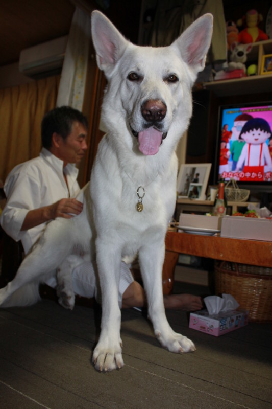 f:id:buhi84shin:20111231185822j:image