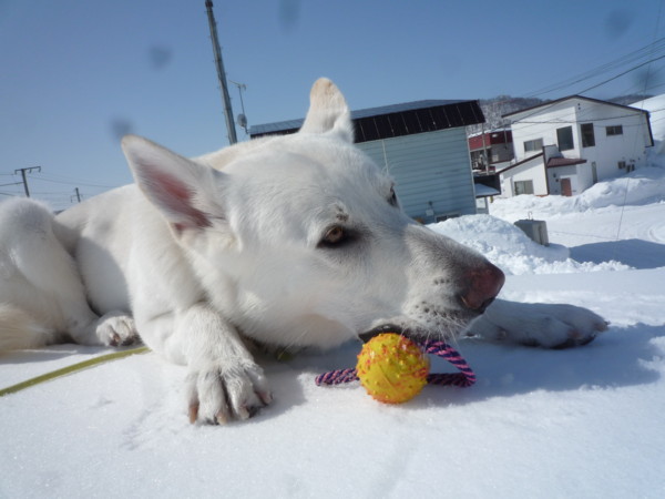 f:id:buhi84shin:20120310183048j:image