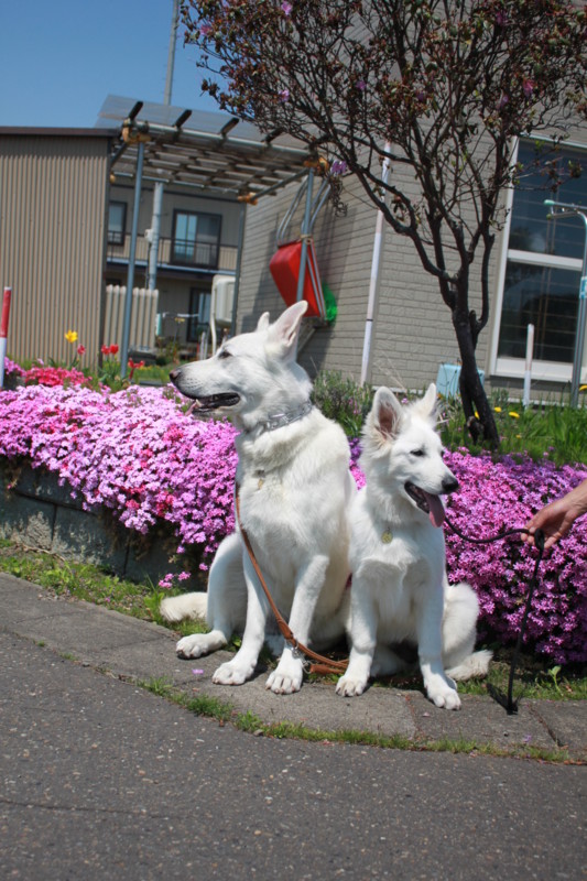 f:id:buhi84shin:20120522202545j:image