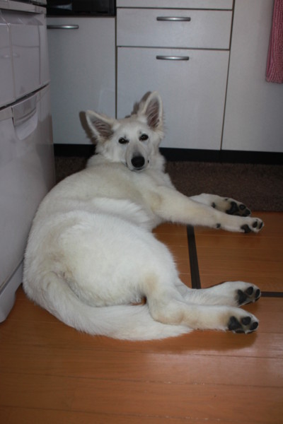 f:id:buhi84shin:20120603210047j:image