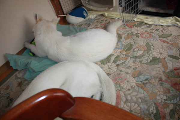 f:id:buhi84shin:20120618220847j:image