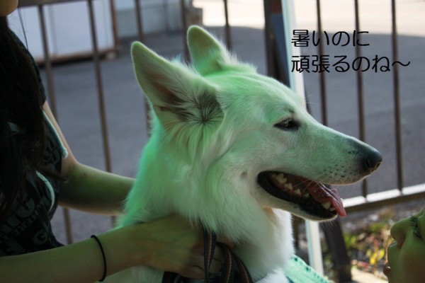 f:id:buhi84shin:20120715222105j:image