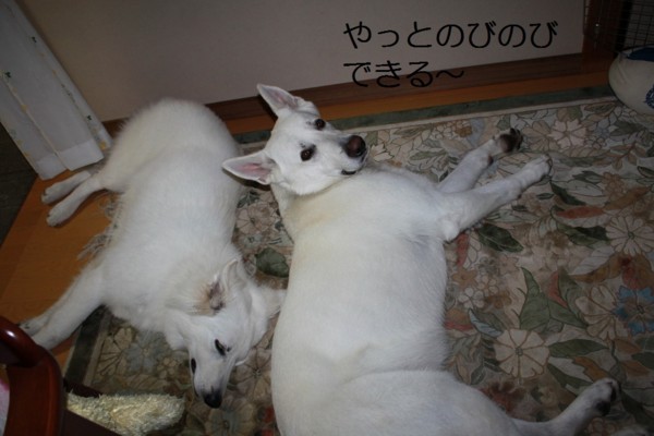 f:id:buhi84shin:20120715222852j:image