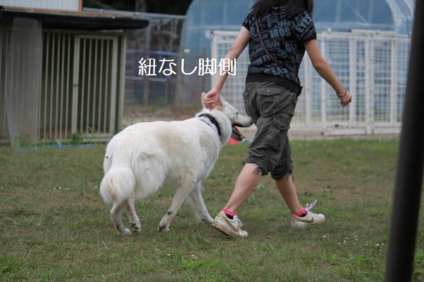 f:id:buhi84shin:20120729195441j:image f:id:buhi84shin:20120729195441j:image
