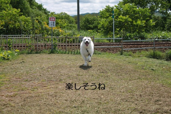 f:id:buhi84shin:20120807201703j:image