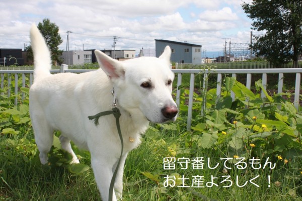 f:id:buhi84shin:20120807203622j:image