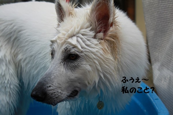 f:id:buhi84shin:20120810203638j:image