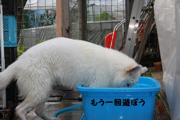 f:id:buhi84shin:20120810204820j:image