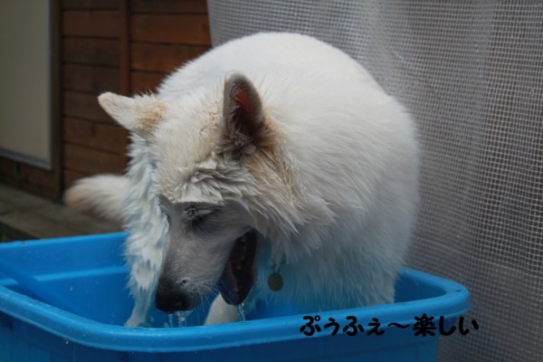 f:id:buhi84shin:20120810204822j:image