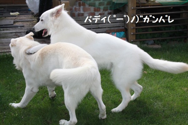 f:id:buhi84shin:20120830224112j:image