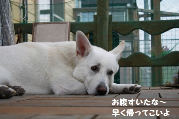 f:id:buhi84shin:20120901222014j:image