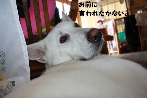 f:id:buhi84shin:20120902225302j:image