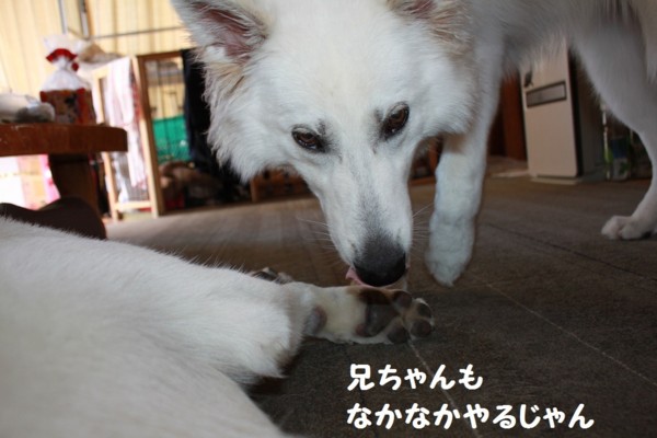 f:id:buhi84shin:20120902225304j:image
