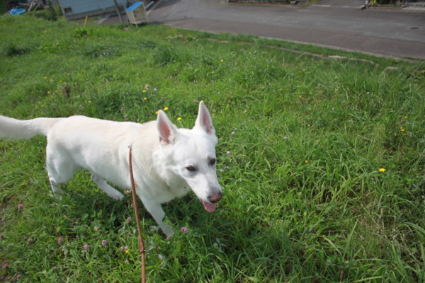 f:id:buhi84shin:20120917205514j:image