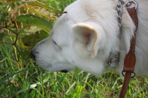 f:id:buhi84shin:20121004141925j:image f:id:buhi84shin:20121004141925j:image