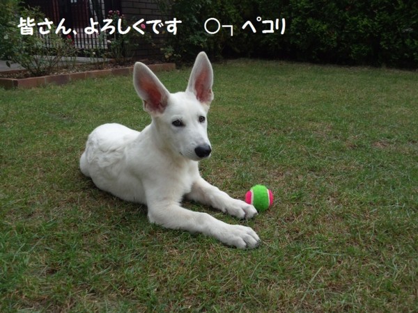f:id:buhi84shin:20121018124601j:image