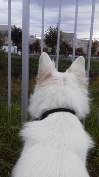 f:id:buhi84shin:20121018140034j:image