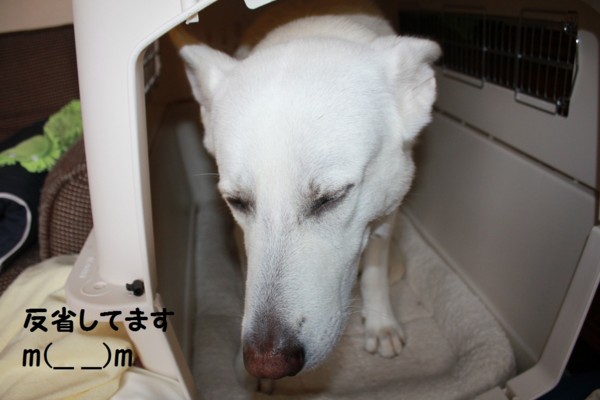 f:id:buhi84shin:20121018141123j:image