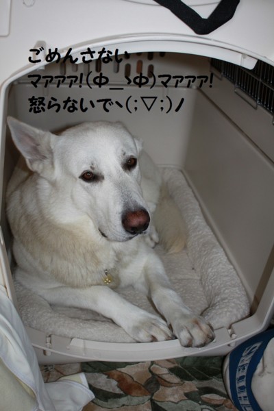 f:id:buhi84shin:20121018141124j:image