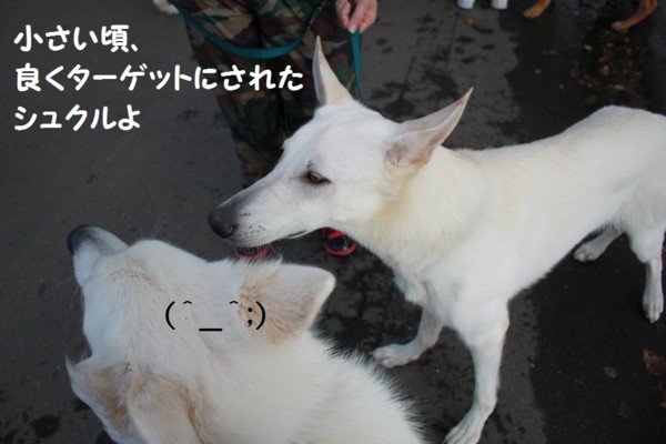 f:id:buhi84shin:20121104210823j:image f:id:buhi84shin:20121104210823j:image
