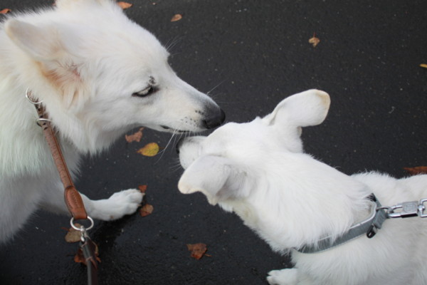 f:id:buhi84shin:20121104220125j:image f:id:buhi84shin:20121104220125j:image