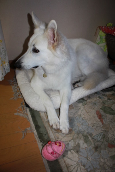 f:id:buhi84shin:20121108224053j:image f:id:buhi84shin:20121108224053j:image