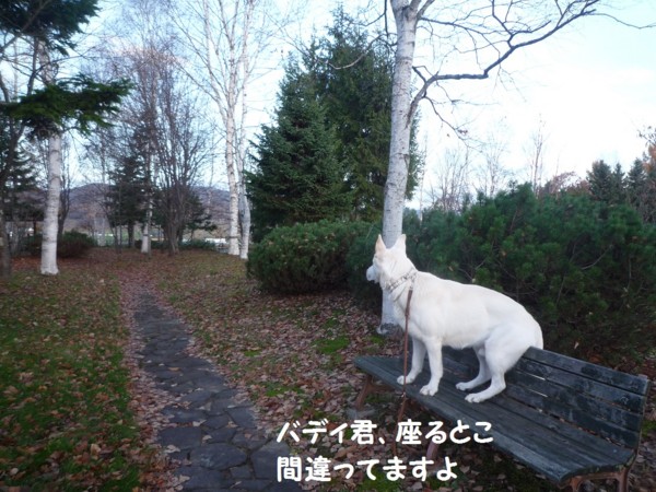 f:id:buhi84shin:20121110211029j:image f:id:buhi84shin:20121110211029j:image
