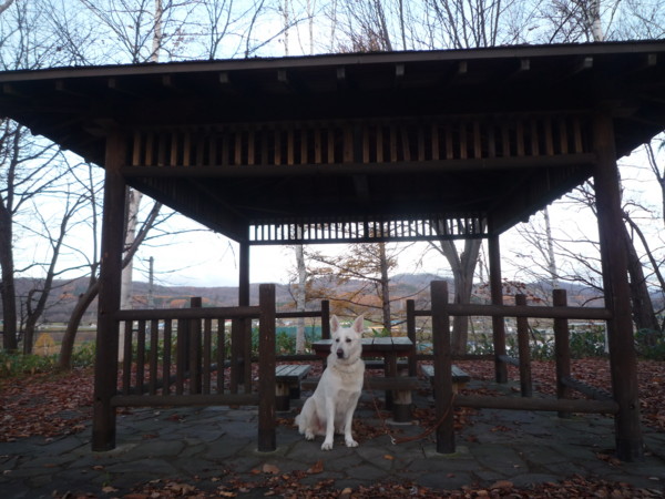 f:id:buhi84shin:20121110211030j:image f:id:buhi84shin:20121110211030j:image
