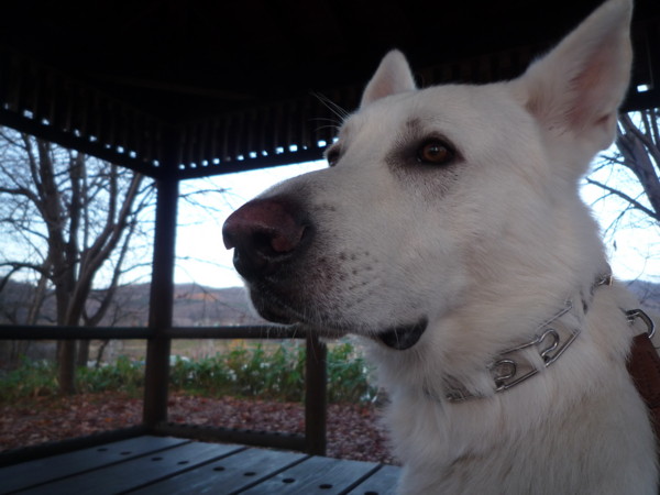 f:id:buhi84shin:20121110211044j:image f:id:buhi84shin:20121110211044j:image