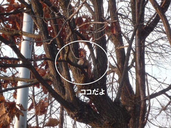 f:id:buhi84shin:20121110211851j:image f:id:buhi84shin:20121110211851j:image