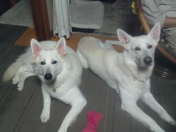 f:id:buhi84shin:20121110213832j:image f:id:buhi84shin:20121110213832j:image