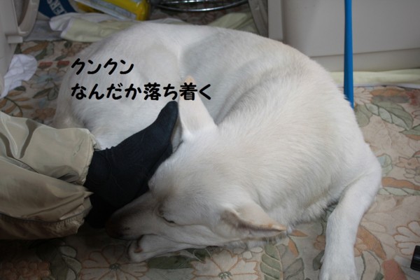 f:id:buhi84shin:20121111220454j:image