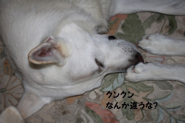 f:id:buhi84shin:20121111220456j:image