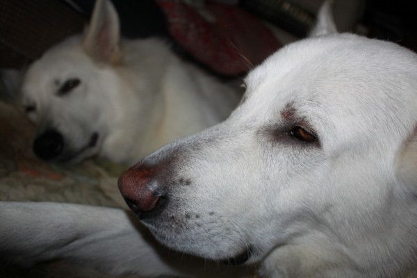 f:id:buhi84shin:20121112220208j:image