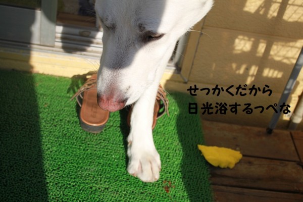 f:id:buhi84shin:20121113214709j:image