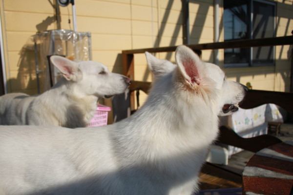 f:id:buhi84shin:20121113214942j:image