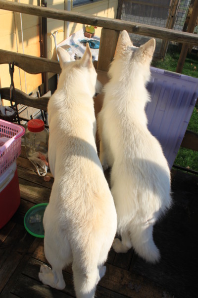 f:id:buhi84shin:20121113220353j:image