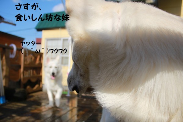 f:id:buhi84shin:20121113222021j:image